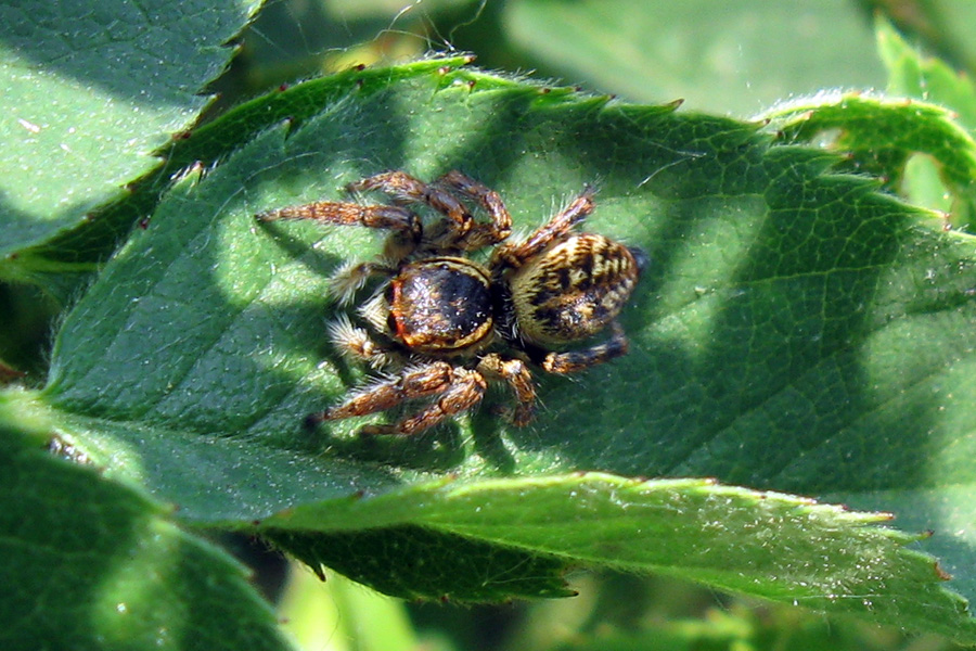 Carrhotus xanthogramma